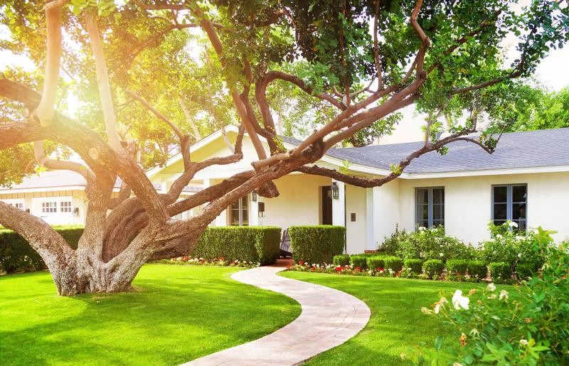 269275-800x515r1-what-tree-front-house-means-feng-shui-1756998883.jpg