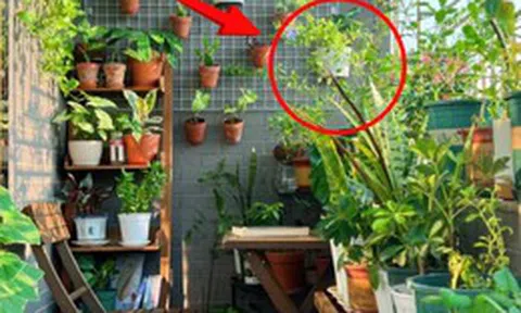 5 loại cây cảnh tuyệt đối không nên trồng ở ban công - càng đẹp càng gây họa