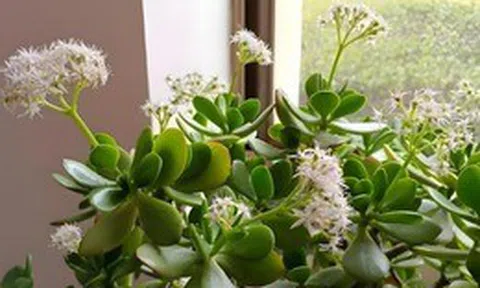 Nhà có 7 loại cây nở hoa, gia chủ "đổi vận" thăng quan phát tài, tiền tụ như mây kéo!