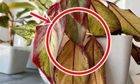 5 sai lầm khi trồng cây trong nhà khiến tiền bạc thất thoát mà gia chủ không hề hay biết