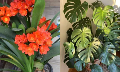 8 loại cây trấn nhà giữ của: Hít một hơi thấy khỏe, mở mắt đã thấy Thần Tài ghé thăm!