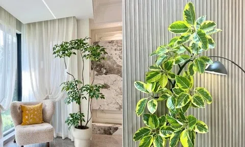 Đặt 1 trong 6 cây phong thủy này trong phòng khách: 9/10 gia đình đều giàu có