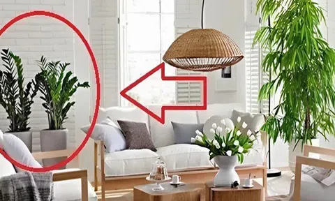 Ngoài 40 tuổi, người tuổi Sửu càng nên trồng cây này trong nhà - tốt cho sức khỏe, hút tài lộc