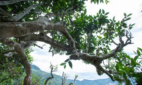 Trà Shan Tuyết Cổ Thụ Việt Nam vì sao quý đến vậy