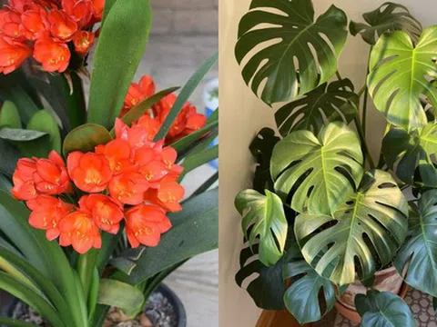8 loại cây trấn nhà giữ của: Hít một hơi thấy khỏe, mở mắt đã thấy Thần Tài ghé thăm!