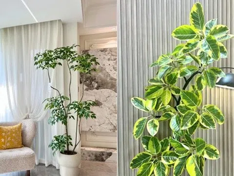 Đặt 1 trong 6 cây phong thủy này trong phòng khách: 9/10 gia đình đều giàu có