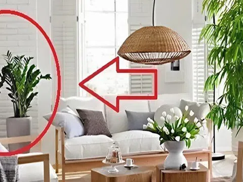 Ngoài 40 tuổi, người tuổi Sửu càng nên trồng cây này trong nhà - tốt cho sức khỏe, hút tài lộc