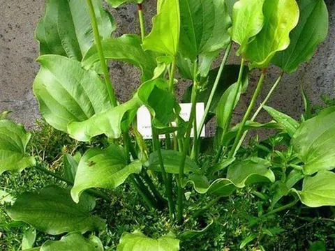 Trồng 1 trong 5 loại cây này, mệnh Thủy như có "lá bùa phong thủy" giữ của, hút lộc về nhà