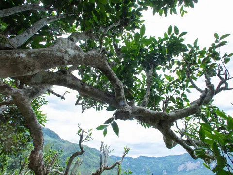 Trà Shan Tuyết Cổ Thụ Việt Nam vì sao quý đến vậy