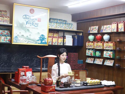 Lá trà Shan Tuyết cổ thụ – Di sản sống giữa đại ngàn, tinh hoa văn hoá trà Việt